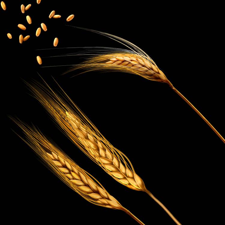Пшеница ПНГ! изображения доступны для бесплатного скачивания