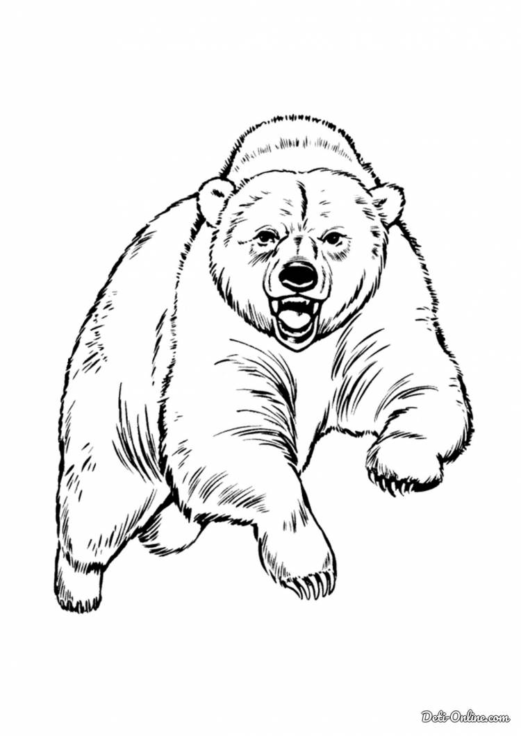 Раскраска Медведь распечатать или скачать
