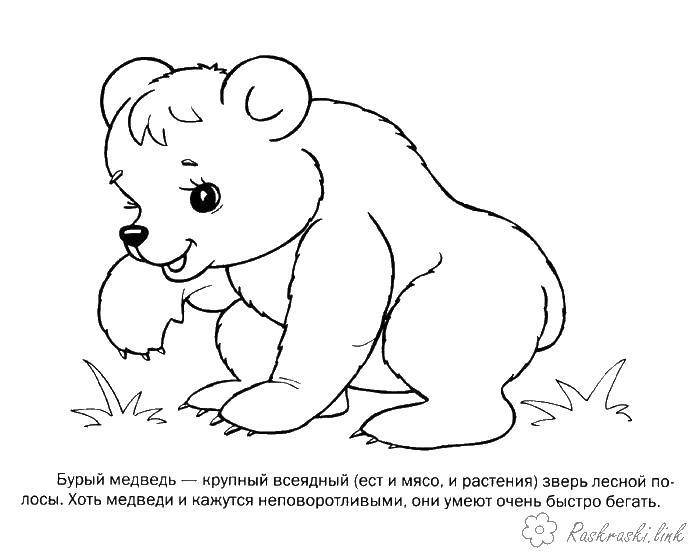 Раскраски Раскраска Маленький медвежонок Животные, Раскраски детские