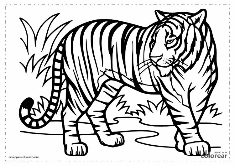 Детская раскраска тигр