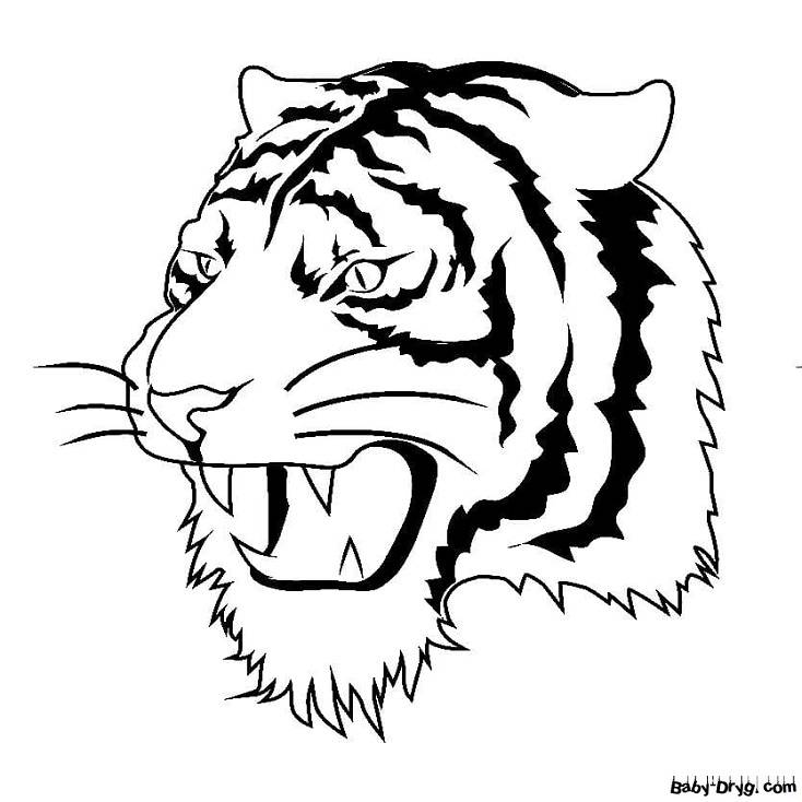 Раскраска Тигр рычит