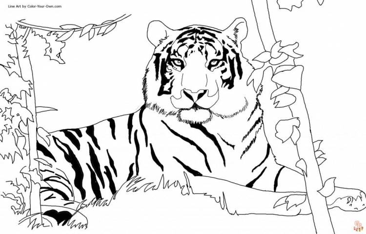 страниц для раскрашивания тигра для детей