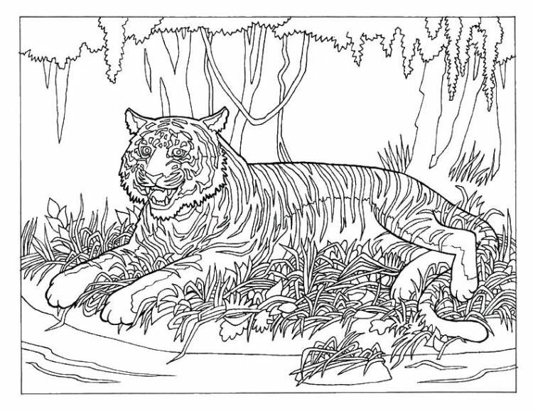 Тигр лежит в лесу тигр Раскраски антистресс бесплатно