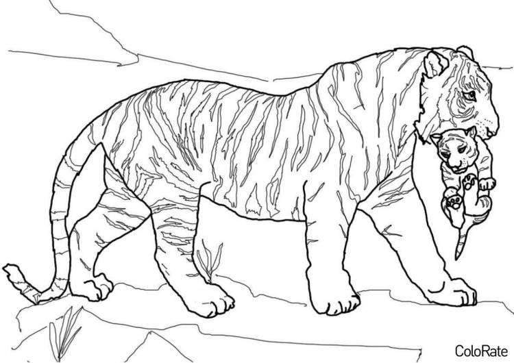 Раскраска Тигрица с ребенком распечатать