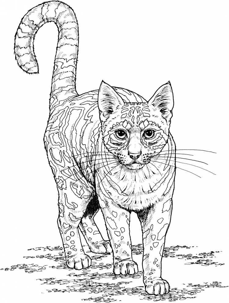 Тигристый кот Лучшие раскраски антистресс