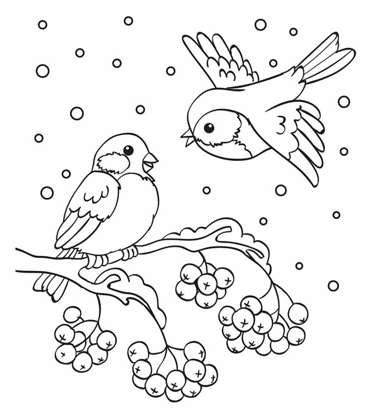 Раскраска птицы зимой