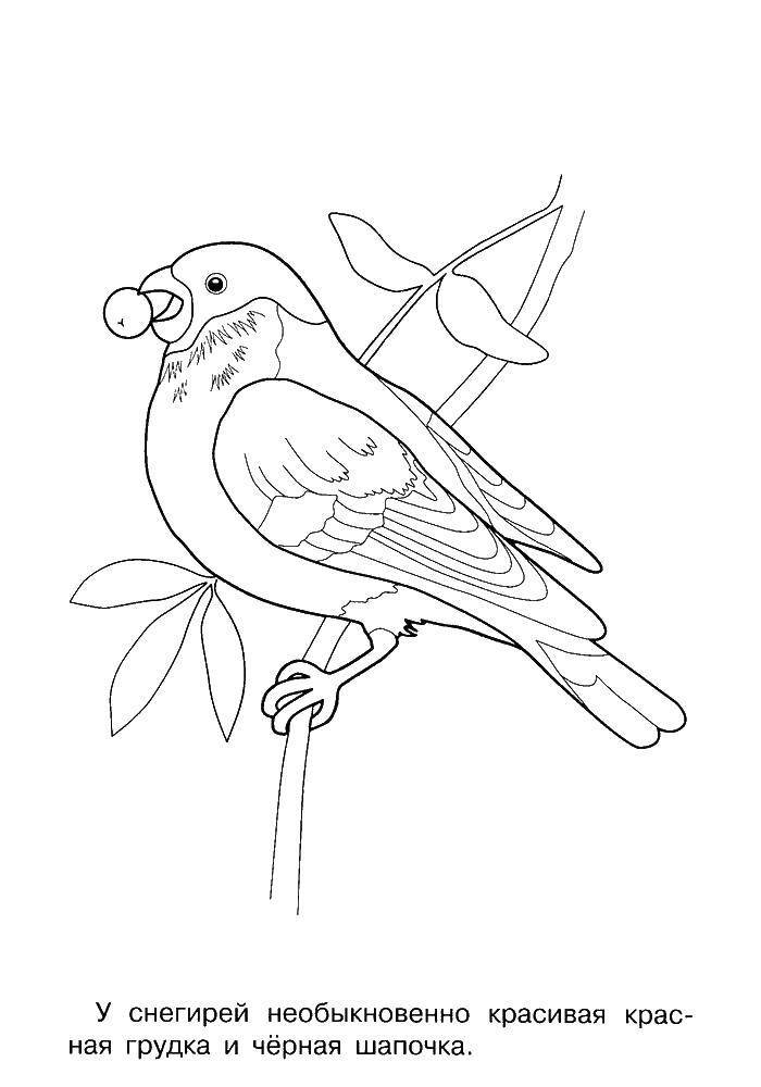 Раскраски Раскраска Снегирь птицы, скачать распечатать раскраски