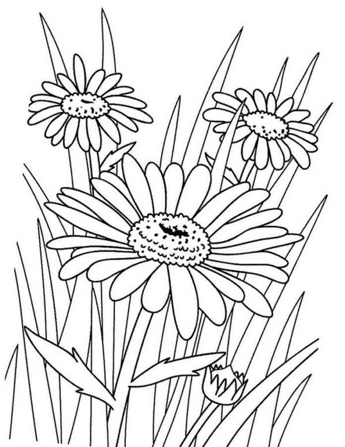 Раскраска цветок ромашка для детей