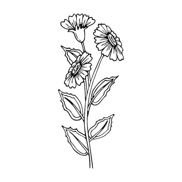 Книжка-раскраска цветочная ветвь ромашки садовое цветущее растение ручной рисунок векторной линии раскраски страницы для детей и взрослых