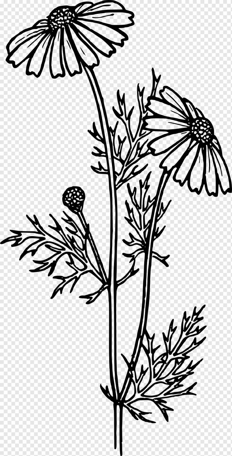 Книжка-раскраска Рисунок Цветок Ромашка обыкновенная, цветок, белый, ребенок, лист png