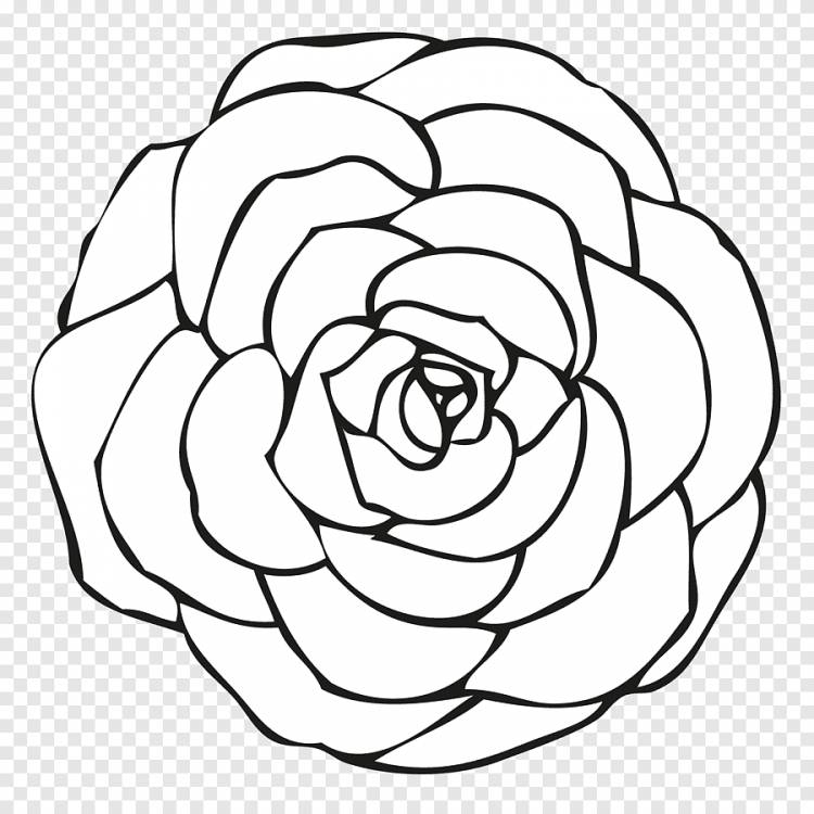 Книжка-раскраска Роза Рисунок Цветок, роза, любовь, белый png