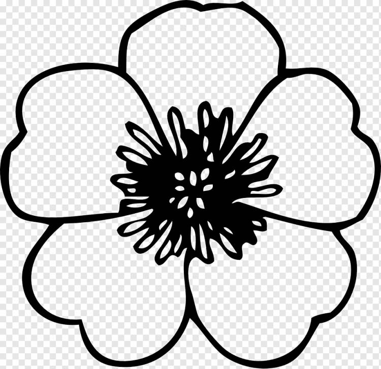 Книжка-раскраска Цветы Книжка-раскраска Цветы Lilium Adult, White Flower Pattern, белый, ребенок, лист png