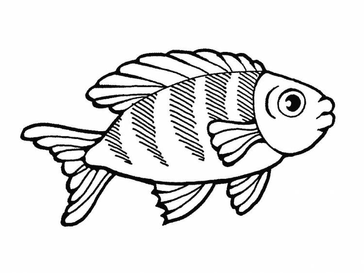 Раскраски рыба, Раскраски онлайн скачать и распечатать в формате А