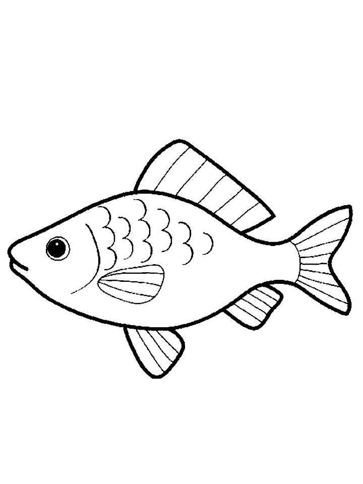 Раскраска рыба Карась распечатать бесплатно в формате А