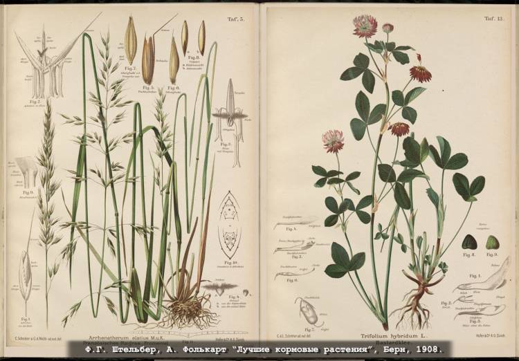 Ботанические иллюстрации травы