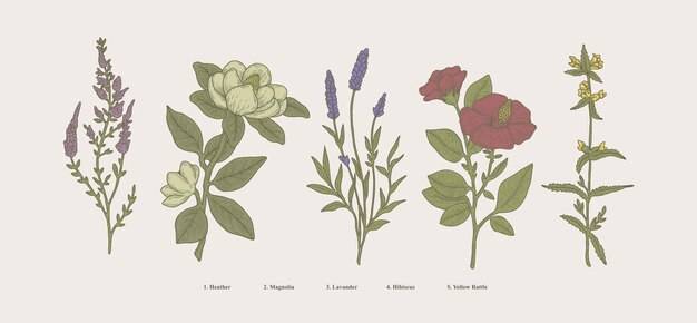 Винтажные рисованной ботанические иллюстрации, научные растения, цветы и натуральные травы, изолированные