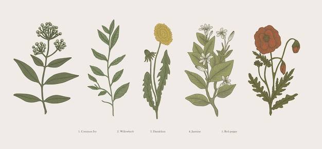 Винтажные рисованной ботанические иллюстрации, научные растения, цветы и натуральные травы, изолированные