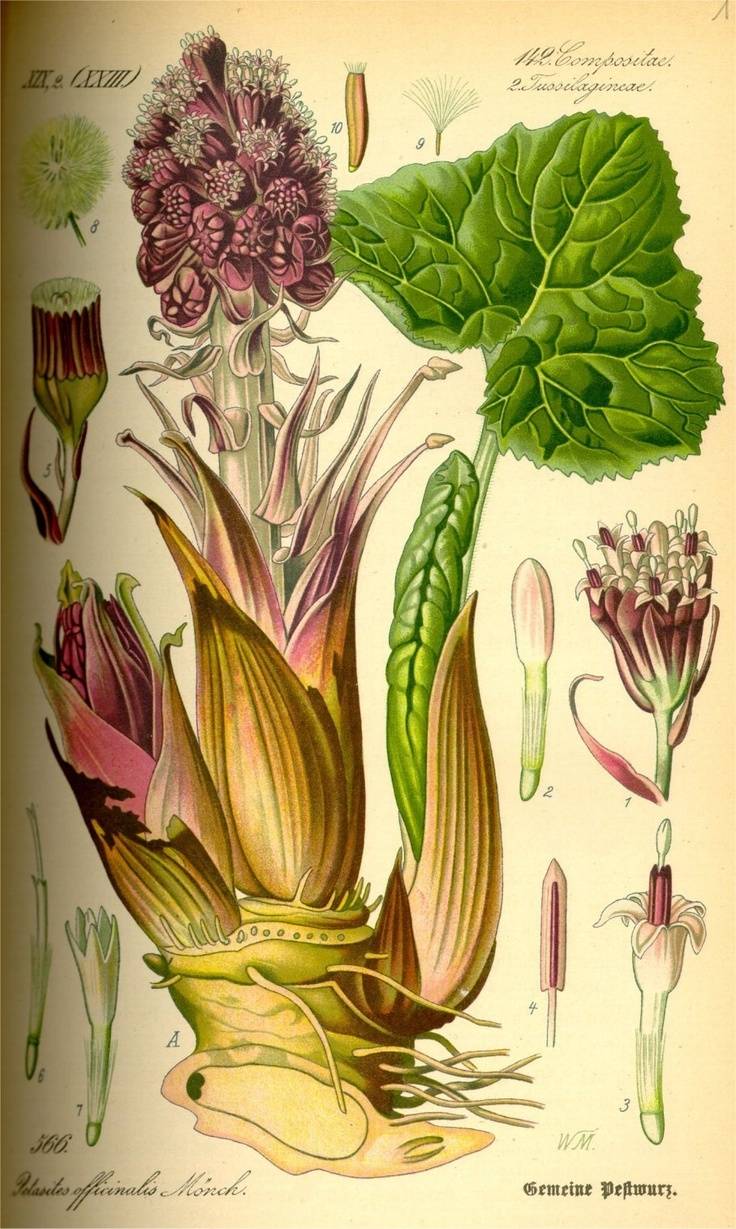 Костяника Ботаническая иллюстрация