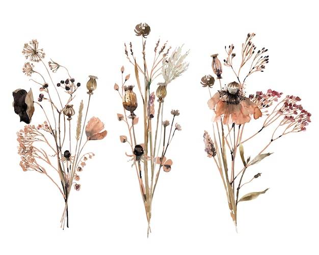 Полевые травы, сухие цветы, ягоды и колосья, набор акварельных иллюстраций, ботанический гербарий