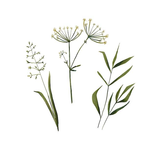 Набор травы на белом фоне акварельные иллюстрации луговых растений ботанические летние травы