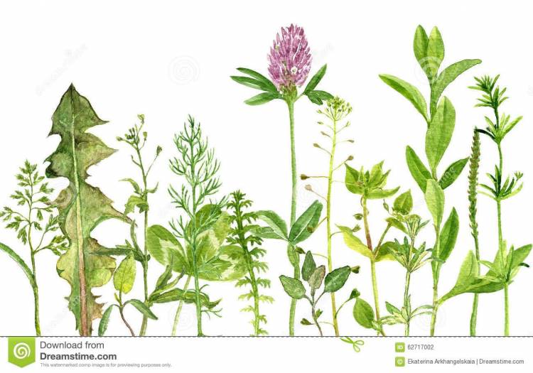 Ботанические иллюстрации, Ботанические принты, Полевые цветы