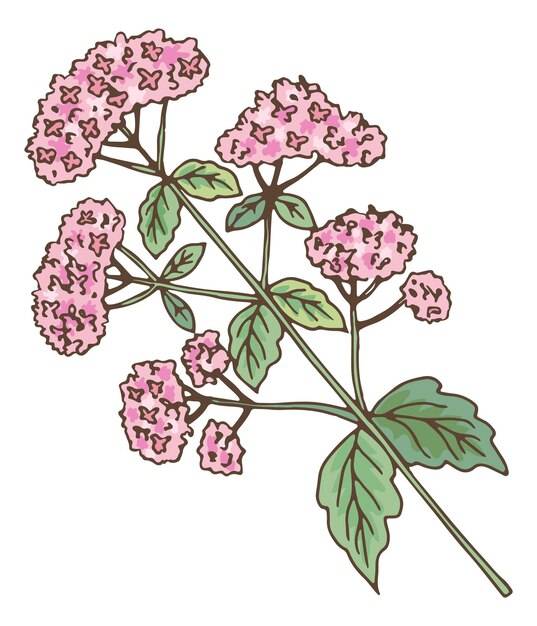 Растение валериана