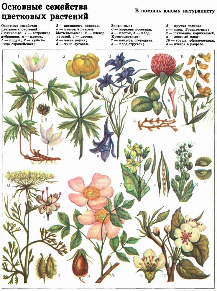 Основные семейства цветковых растений, Ч