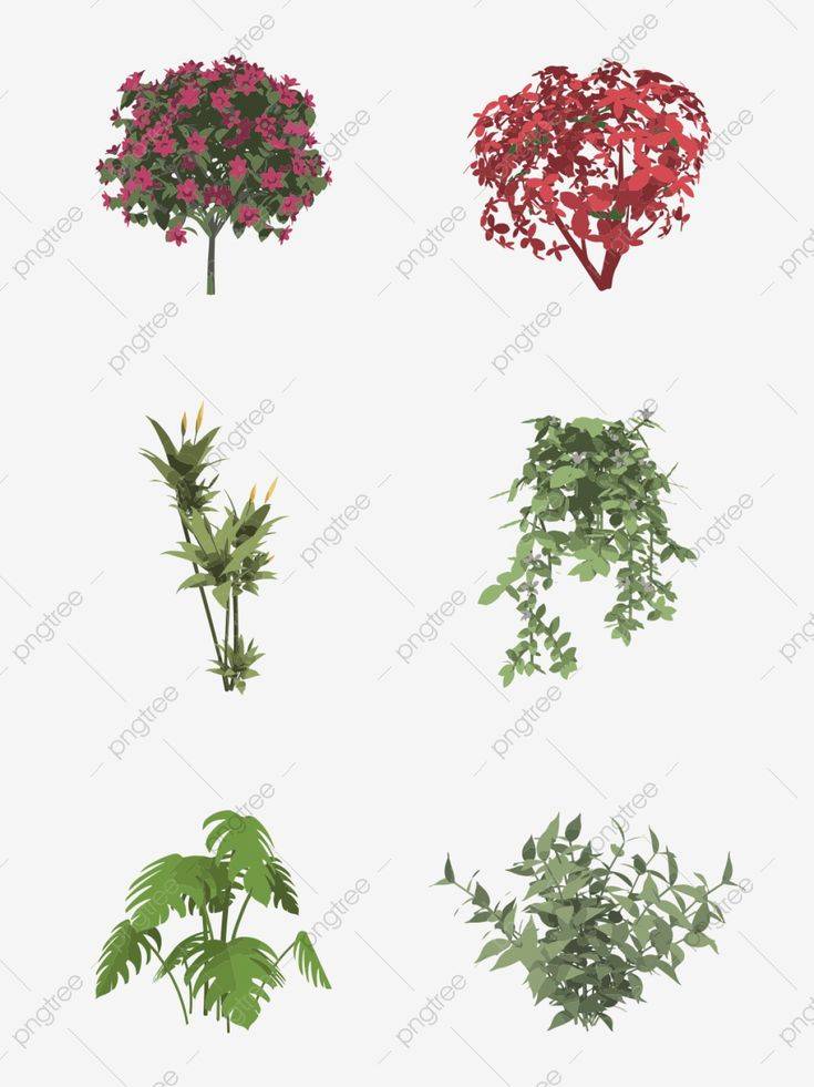Plantar Arbustos De Flores Rojas PNG ,dibujos Clipart De Plantas, Planta, Arbusto PNG Imagen para Descarga Gratuita