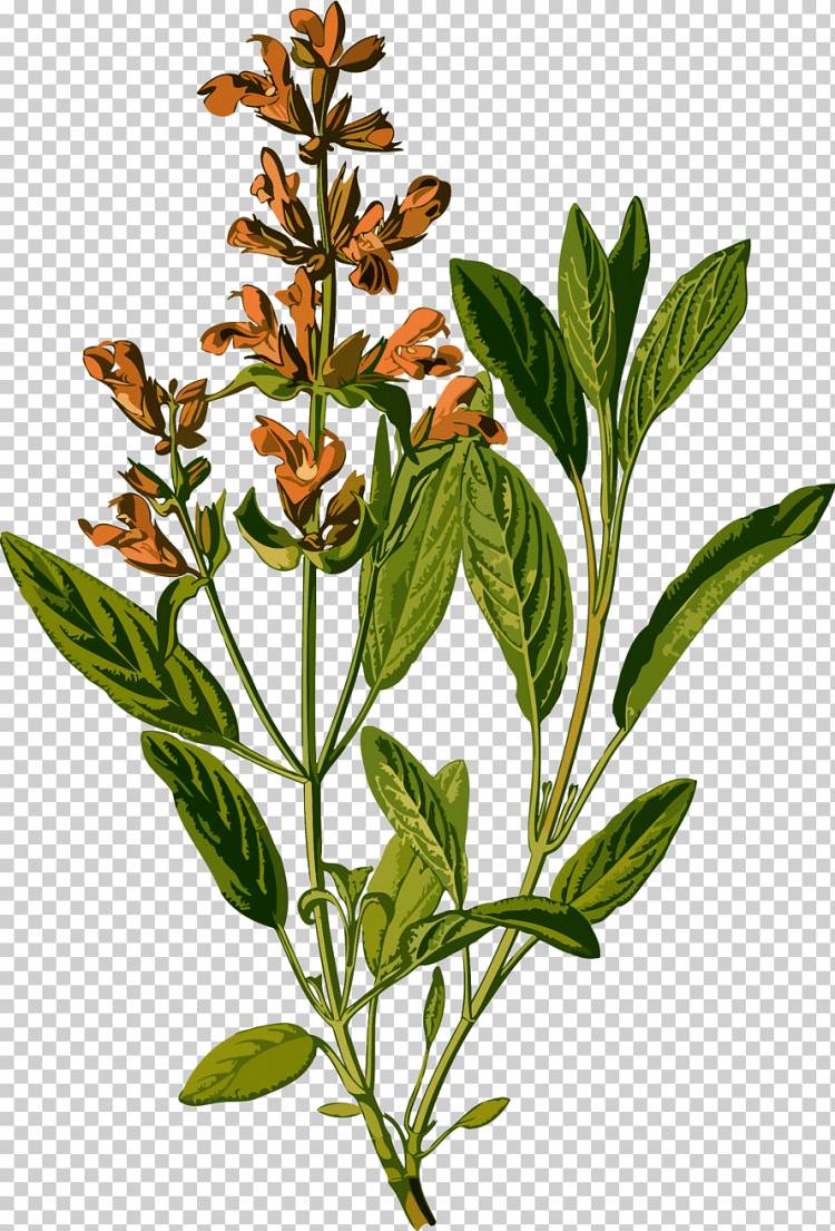Köhler 's лекарственные растения Erythroxylum кокаиновая кокаин ботаника, листья коки, png