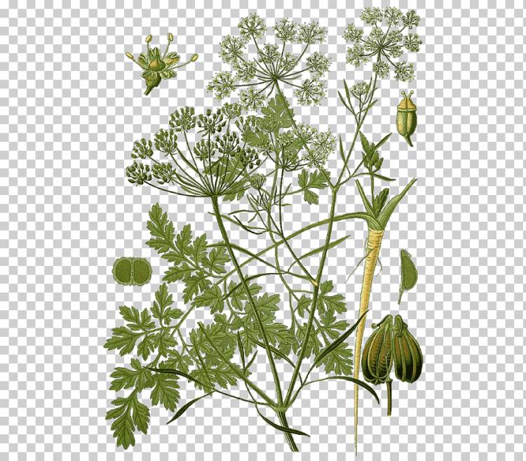 Köhler 's лекарственные растения Erythroxylum кокаиновая кокаин ботаника, листья коки, png