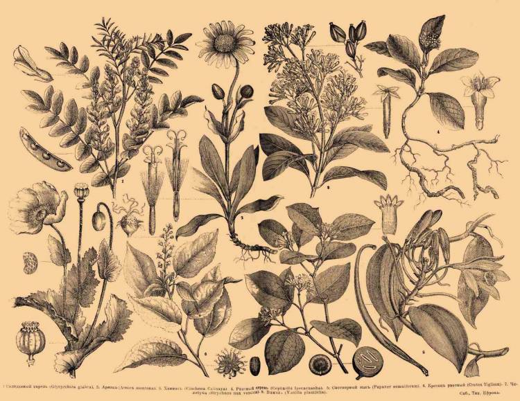 Лекарственные растения рисунки