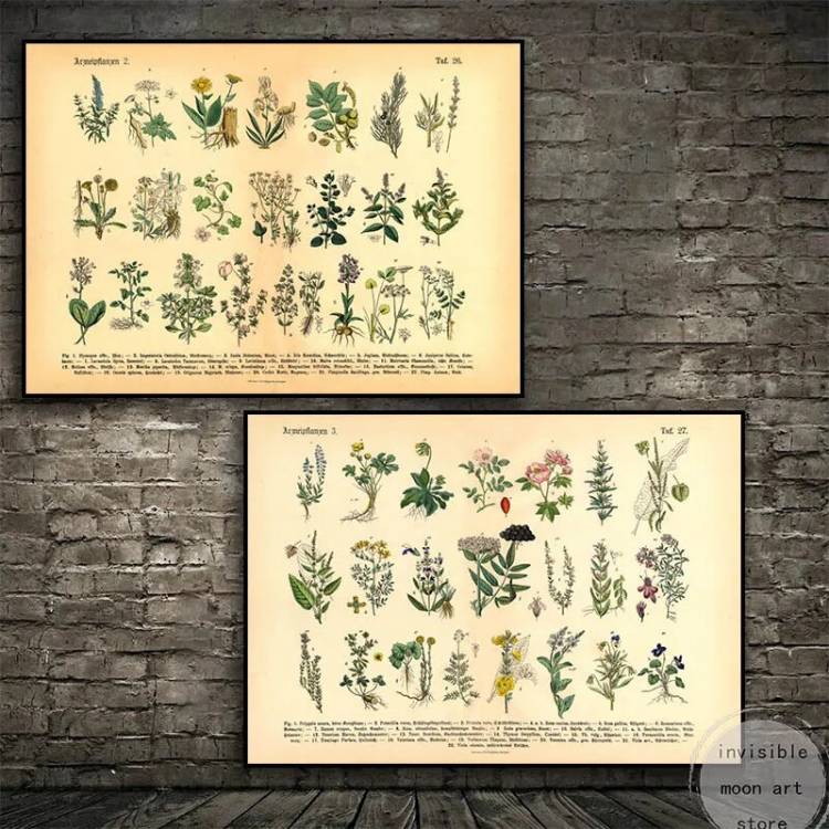 Винтажные ботанические травы лекарственные растения иллюстрация художественные плакаты Картина на холсте Настенная картина для кабинета домашний декор