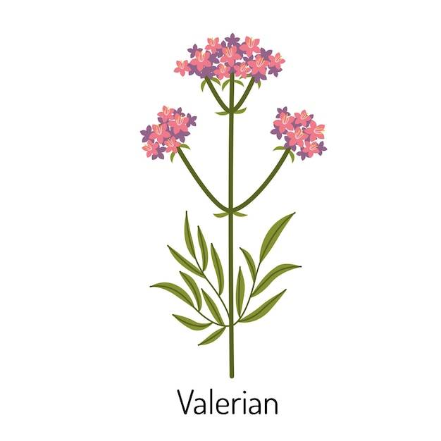 Валериан цветок лекарственной травы ботаническое растение лекарственные и лекарственные травы векторная иллюстрация изолирована на белом фоне