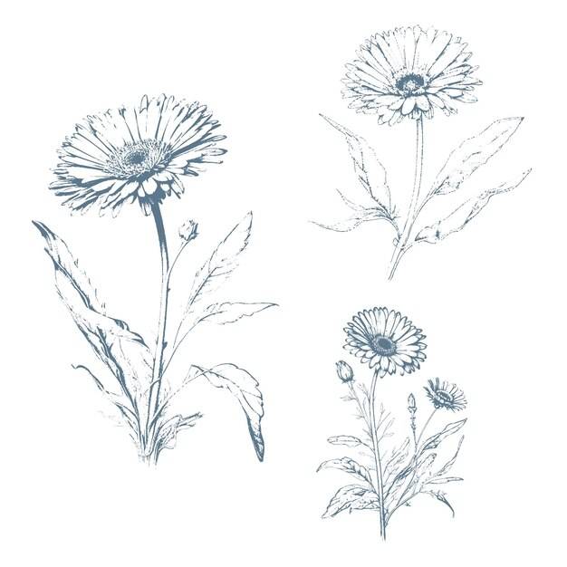 Ручной обращается цветы дикого сена цветок календулы лекарственные травы винтажная ботаническая иллюстрация