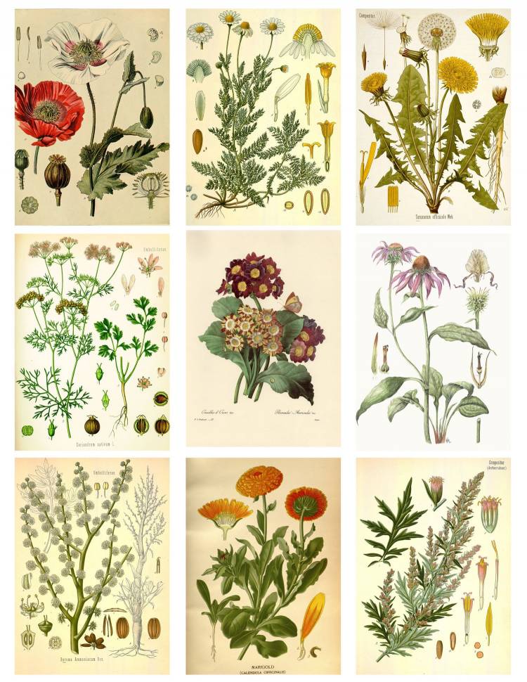 Картинки лекарственных цветов