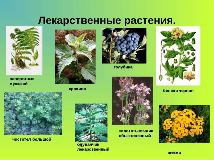 Картинки лесные цветы и травы с названиями 