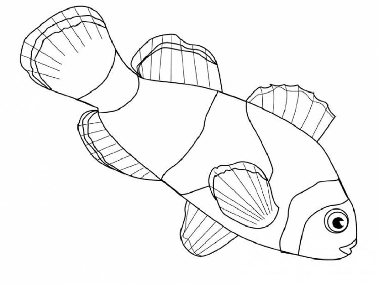 Раскраски вот, Раскраска Рыба клоун Морские животные