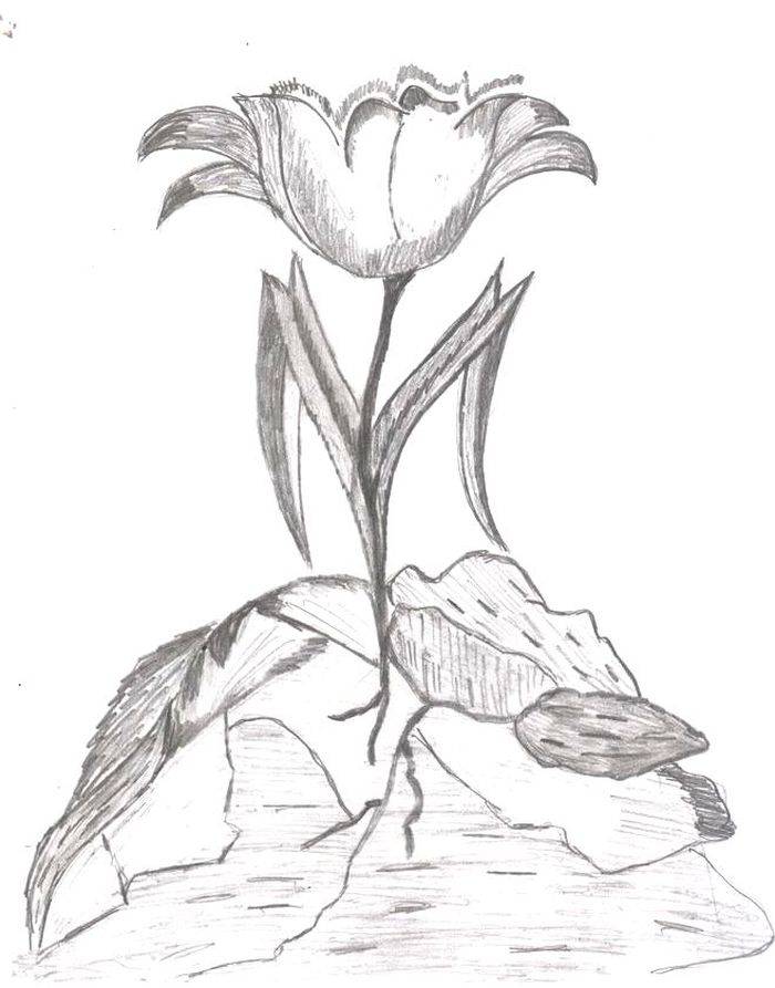 Картинки и рисунки к сказке Каменный цветок