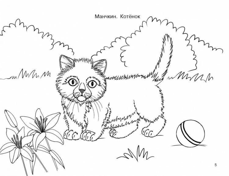 Толстой котенок рисунок