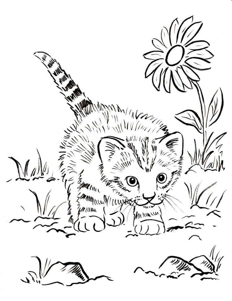 Лев толстой котенок иллюстрации