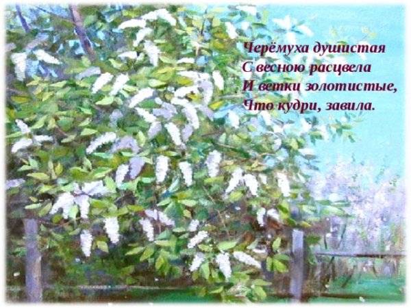 Картинки черемуха душистая с весною расцвела к стихотворению 