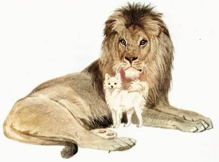 Иллюстрация к басне лев и собачка 