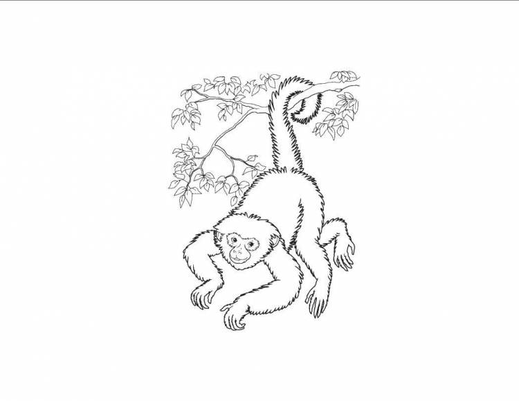 Житков про обезьянку раскраска