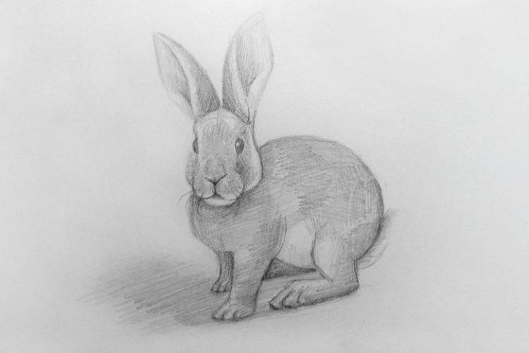 Рисунки кролика на Новый год