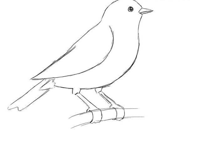 Как нарисовать птицу поэтапно