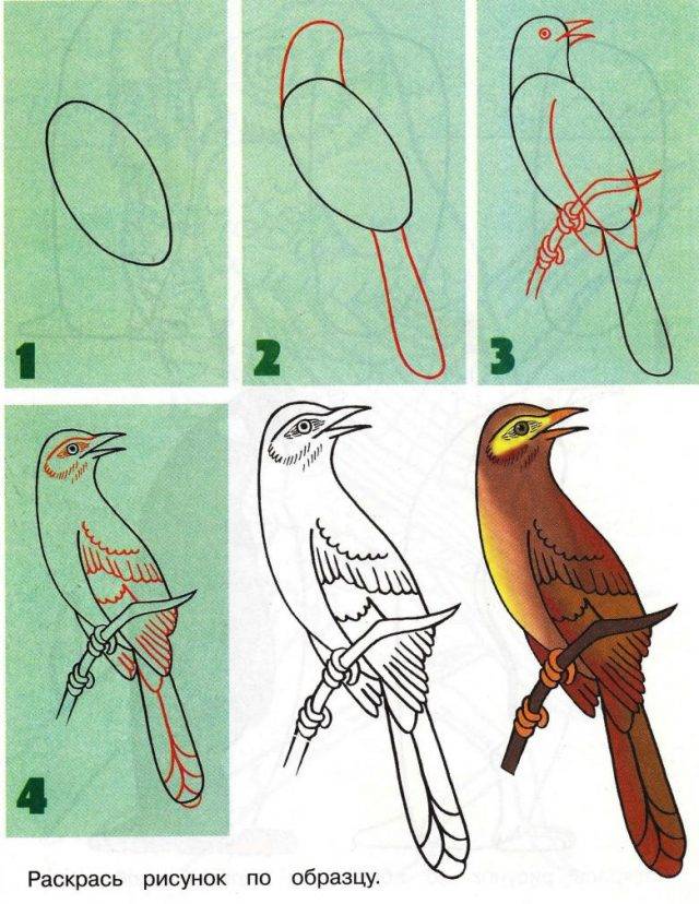 Картинки птиц для срисовки карандашом 