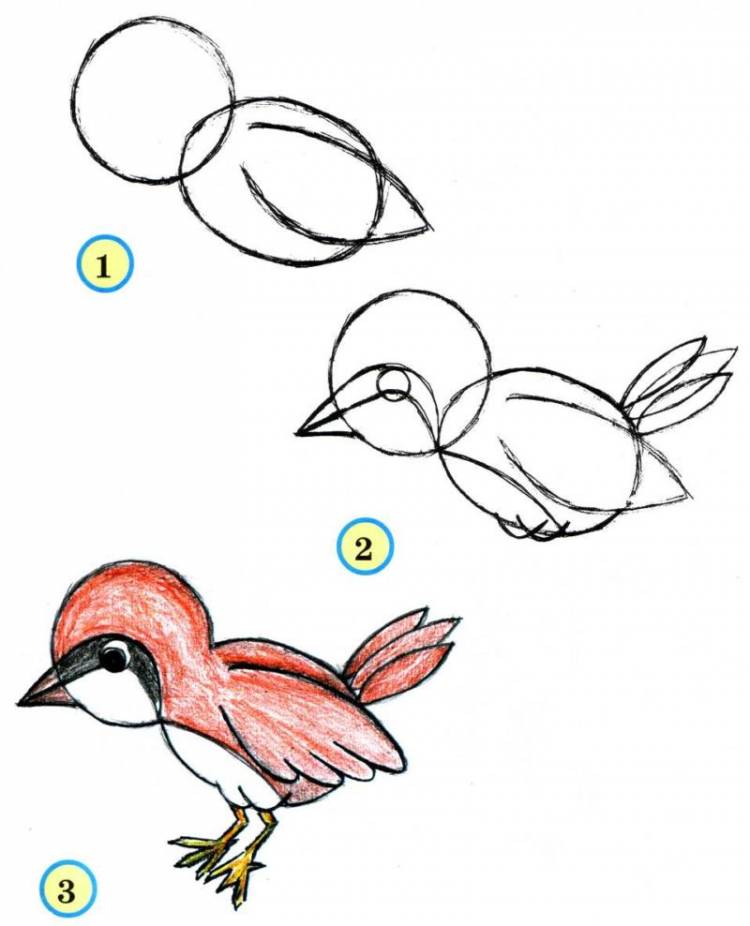 Как нарисовать птицу 