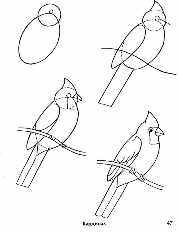 Как нарисовать птицу поэтапно карандашом 