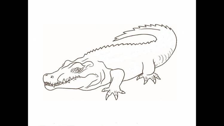 Как рисовать крокодила поэтапно для детей