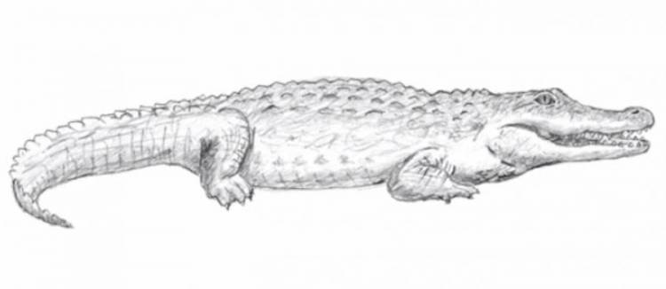 Как нарисовать крокодила поэтапно